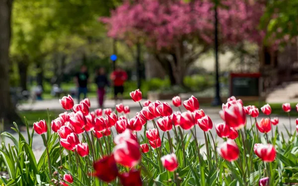Tulips